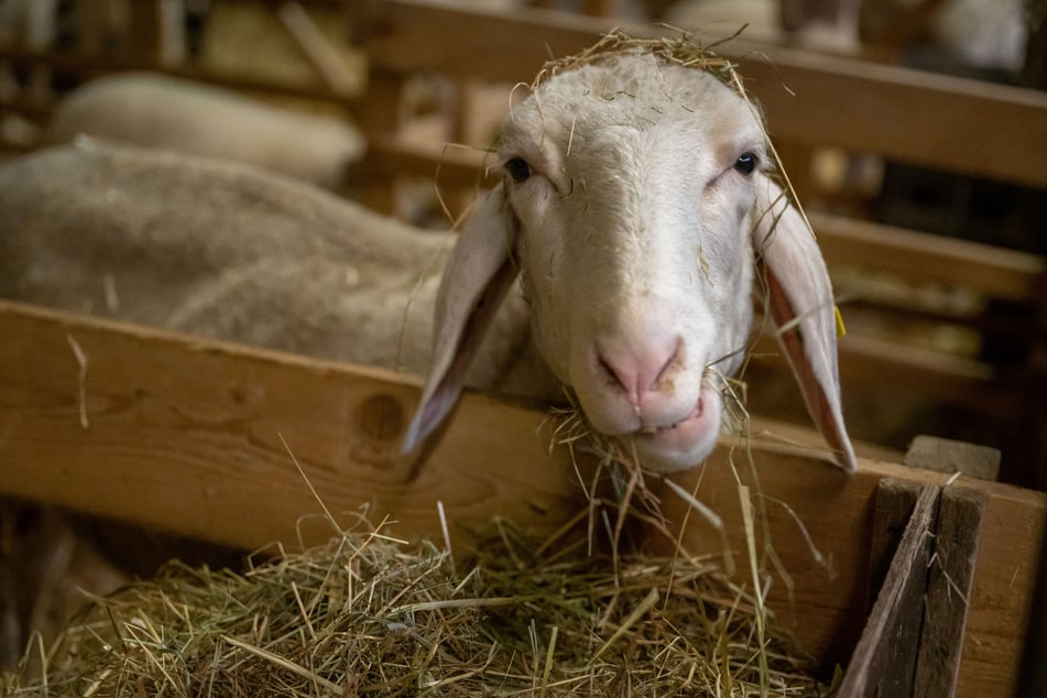 Tierische Überraschung auf der A9: Schaf sorgt für Straßensperrung