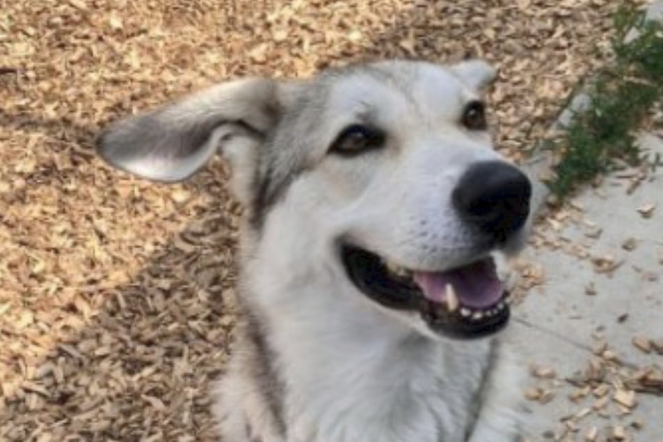 Hund Dobby sucht ein neues Zuhause und hofft, das Tierheim bald verlassen zu können.