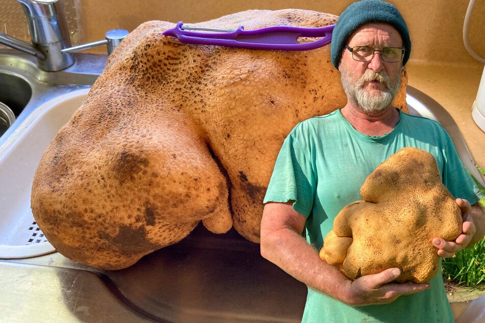 Mann glaubt, er hätte größte Kartoffel der Welt in seinem Garten entdeckt: Doch es kommt alles anders!