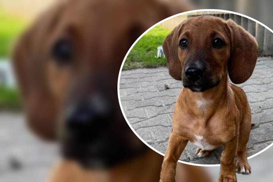 In einem Alter von nicht einmal zwei Monaten kam Zazu als Fundhund ins Offenbacher Tierheim.