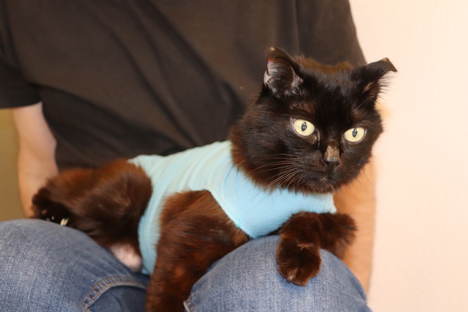Hospiz-Katze Lucifer.