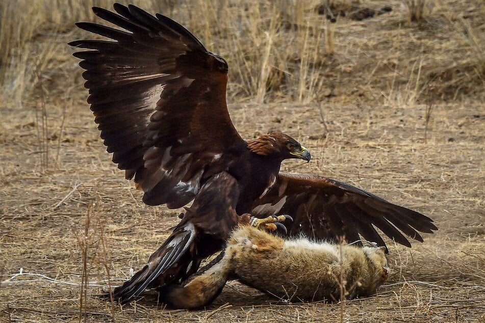 Bei allen aggressiven Adlern soll es sich um Jungtiere gehandelt haben. (Symbolbild)