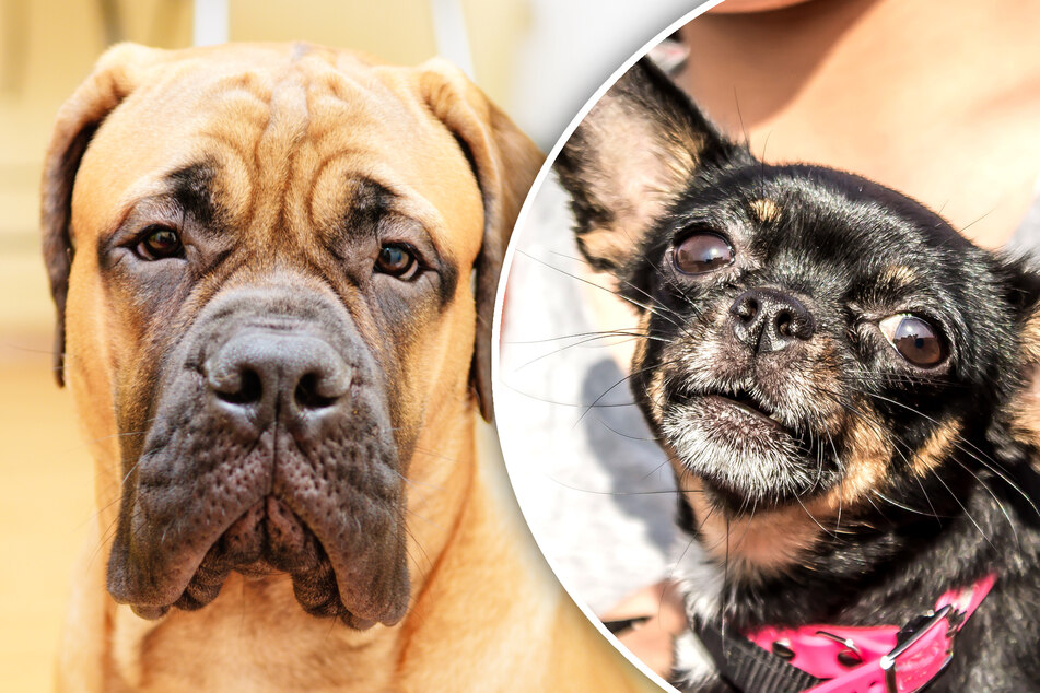 Damit Hunde länger leben: Kommt die Anti-Aging-Spritze für Tiere?