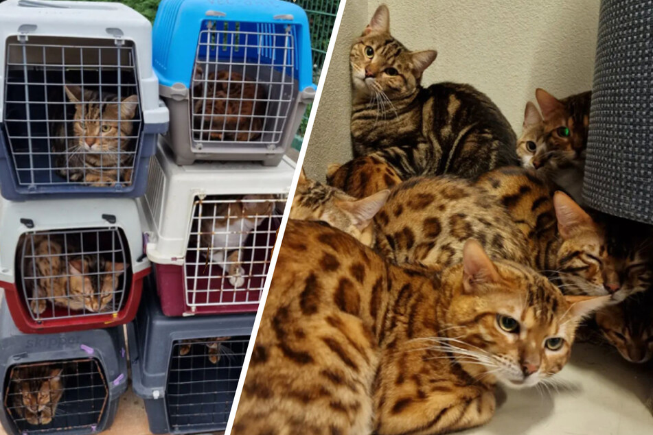 34 Bengal-Katzen auf einen Schlag! Überlastetes Leipziger Tierheim hofft auf Spenden
