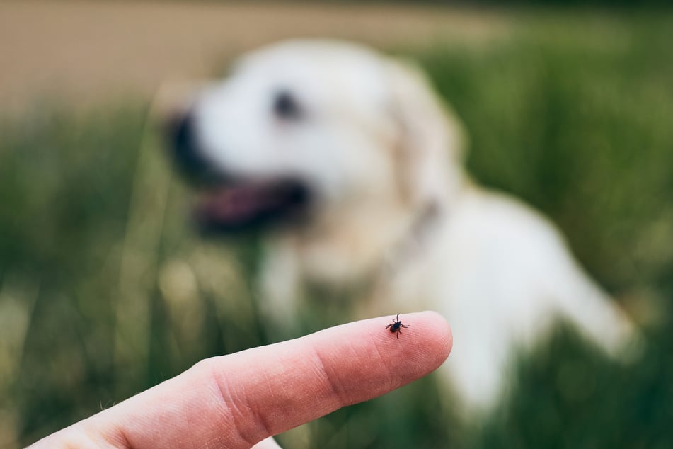 Nach dem Freilauf sollte man den Hund nach Zecken absuchen.