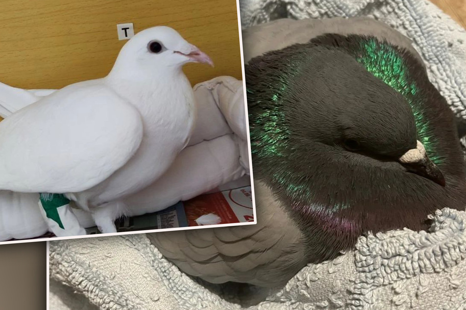 Zu viele verletzte Tauben: Tierschutz Halle kurz vor dem Aufnahmestopp!