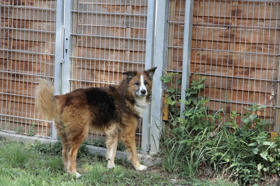 Sparky kam ins Troisdorfer Tierheim, nachdem er aus schlechter Haltung befreit wurde.