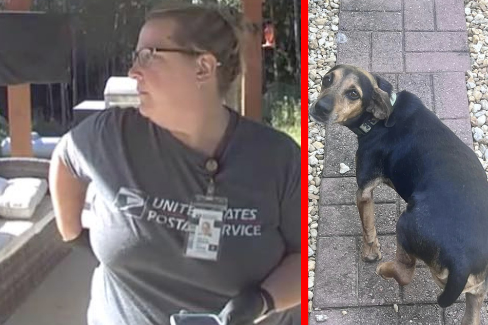 Dog saved by heroic postal worker after scary snake bite!