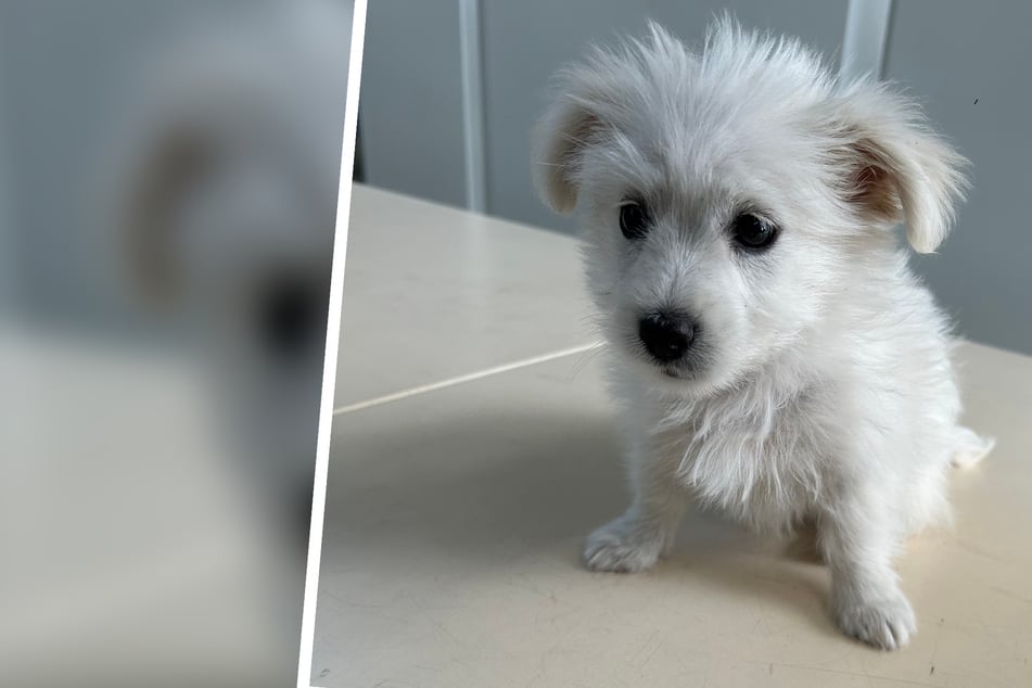 Separado demasiado pronto de su madre: Los Zöllner rescatan a un cachorro
