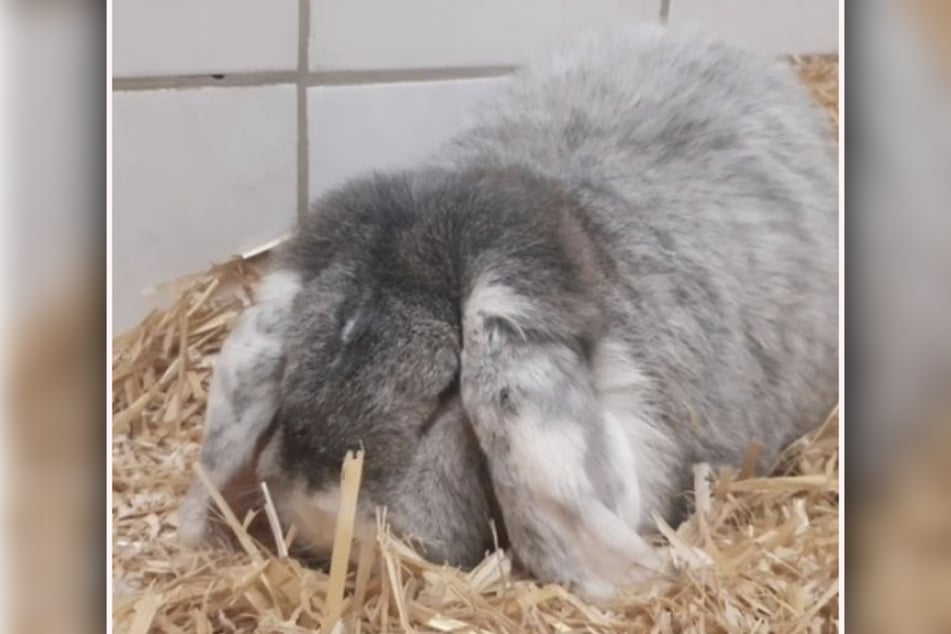 Es bricht einem das Herz: Kaninchen Freddy leidet still und leise, nachdem sein Kumpel Karlchen gestorben ist.