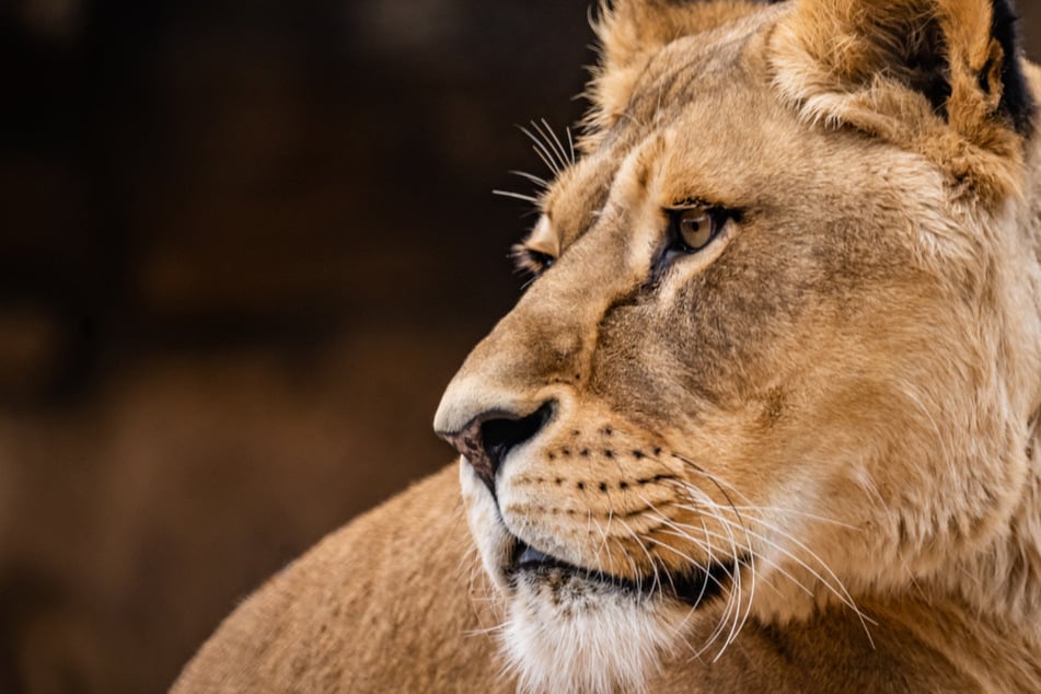 Das Herz! Trauer um tapfere Löwin Abaja im Dresdner Zoo