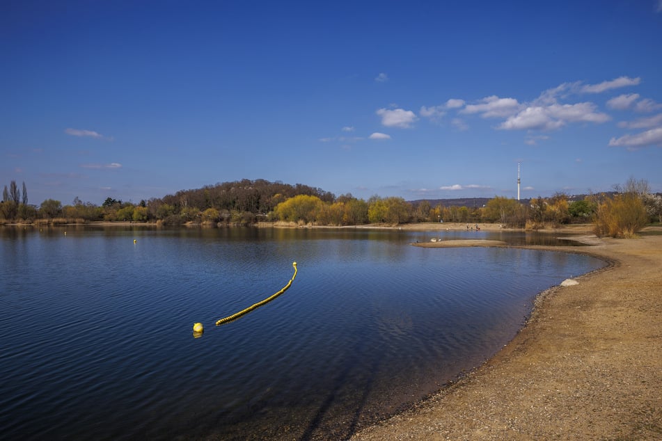 An den Kiesseen in Leuben waren zuletzt 2021 Jungschwäne gesichtet worden - nun fehlt von ihnen jede Spur.