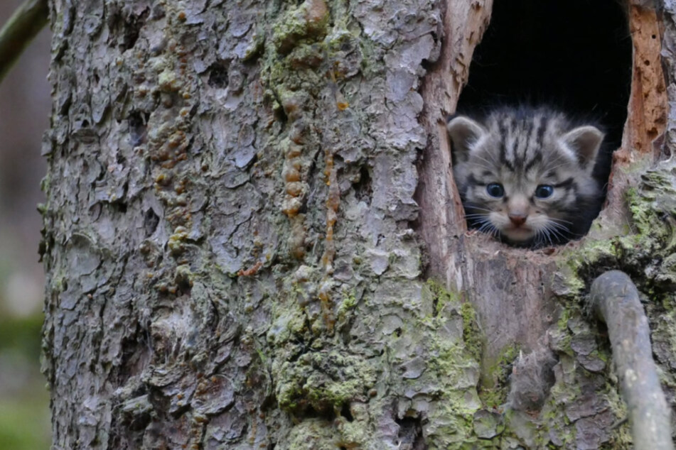 Rettung in letzter Sekunde: Wanderer finden drei Wochen alte Wildkatze hilflos in Baumhöhle