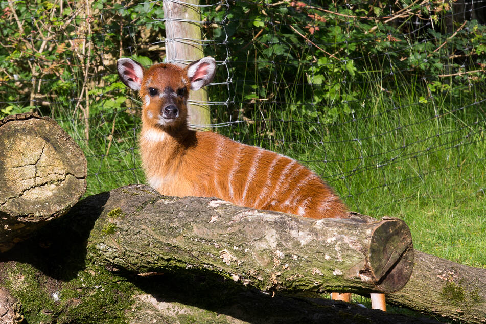 Neugierig und aufgeweckt zeigt sich "Tamika" das Sitatunga-Baby im Kölner Zoo.