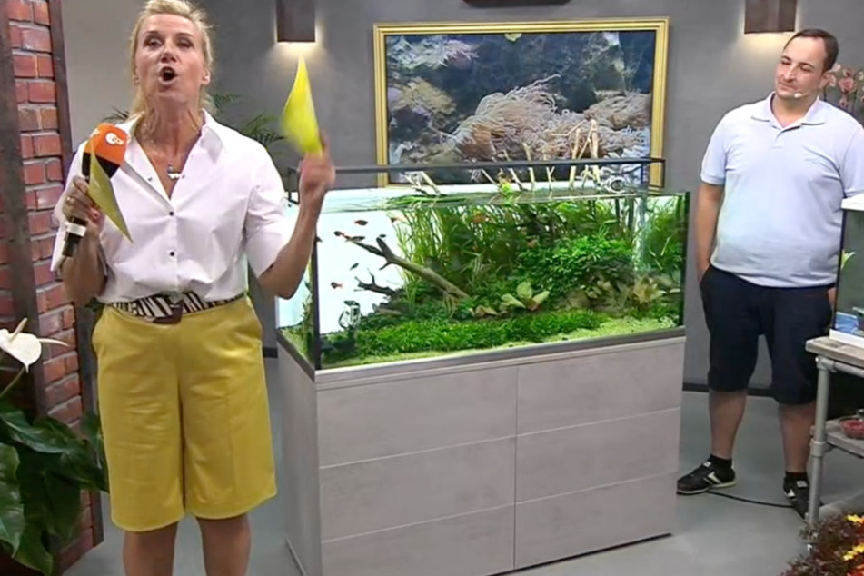 Im Laufe des aktuellen ZDF-Fernsehgartens ging es bei "Kiwi" unter anderem auch um die korrekte Aquarium-Pflege.