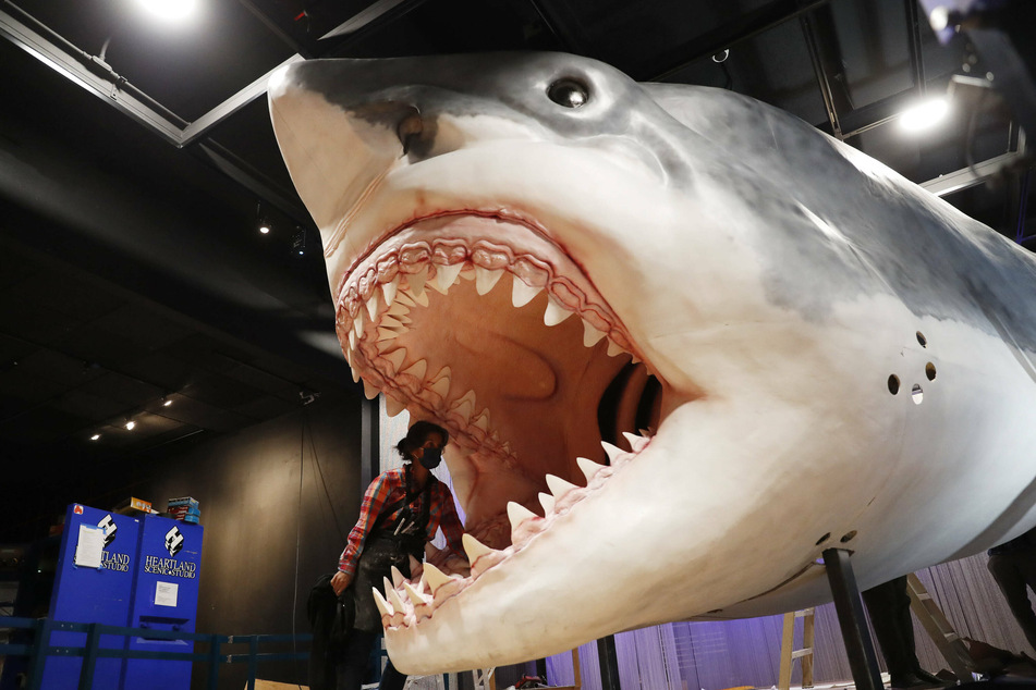Watch out! A new exhibition about sharks is opening at the American Museum of Natural History.