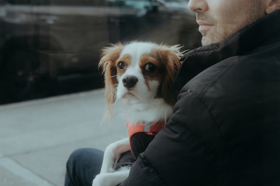 Flea-infested dogs will become rather despondent on account of their discomfort.