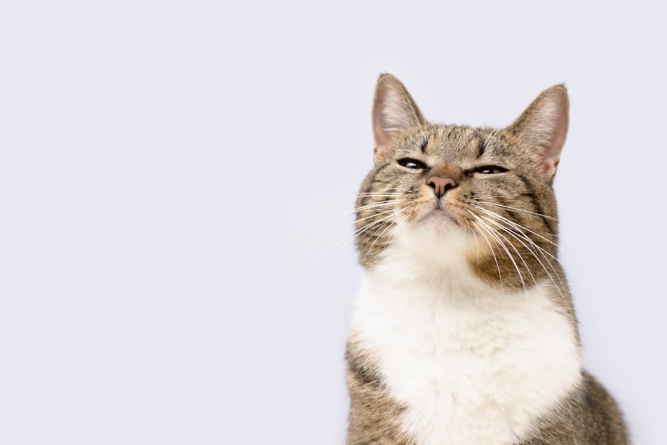Katzen besitzen einen deutlich feineren Geruchssinn als Menschen.
