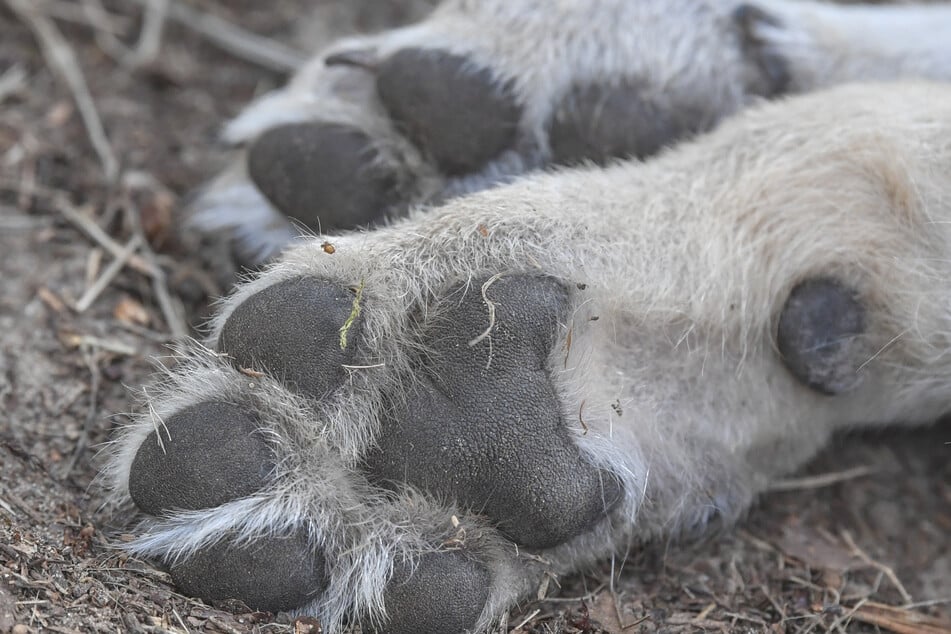 Problem-Wolf aus Sachsen ist tot: Unglück beendet brisanten Fall