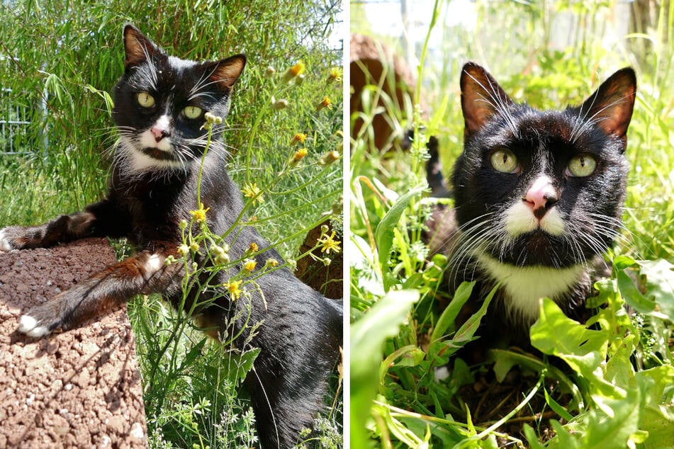 Le chat Tommy aspire à rencontrer des humains qui lui accordent de l'attention.