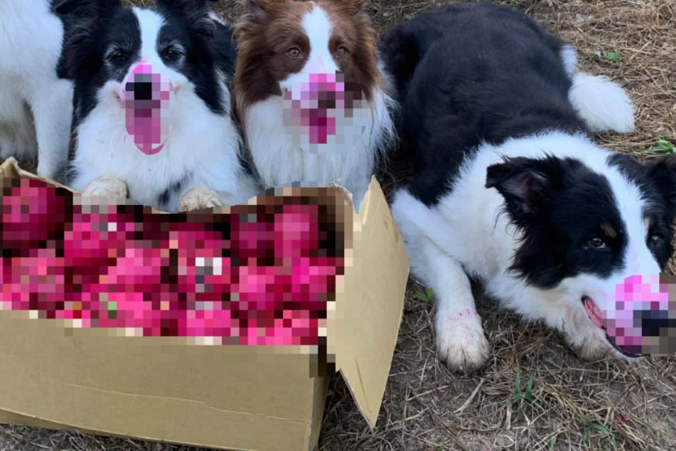 Dogs dip into dragon fruit cache and the proof is all over their faces