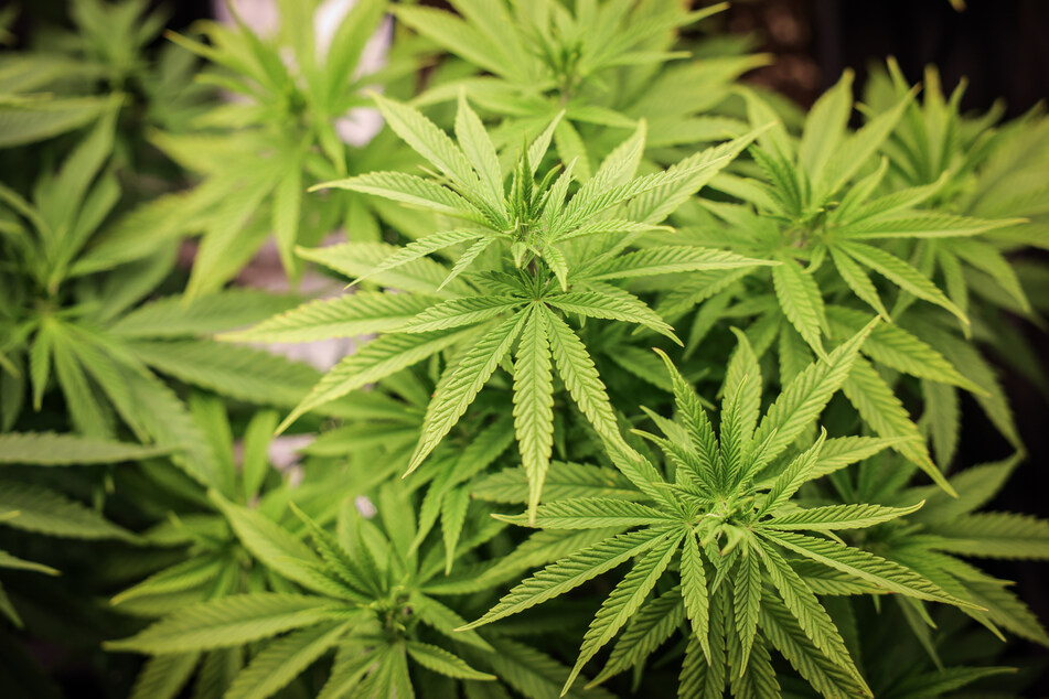 Die Cannabis-Legalisierung soll am 1. April in Kraft treten.