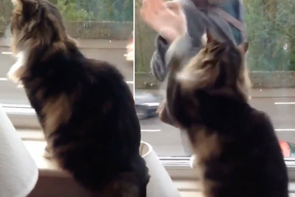 In the Twitter video, Sox the cat can be seen enthusiastically waving at a man.