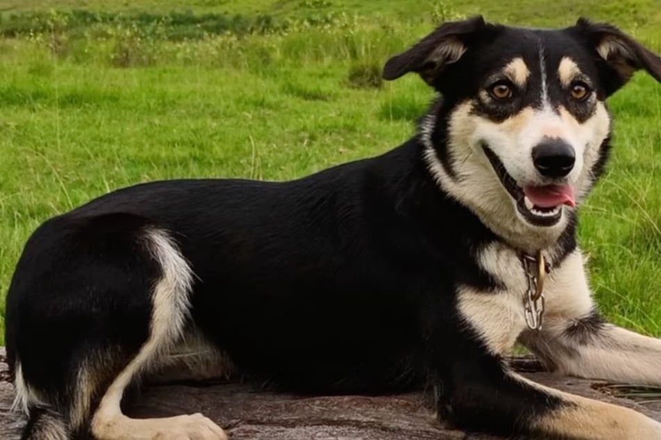 Der wohl teuerste Hund der Welt: Ehepaar zahlt für diesen Vierbeiner eine Rekordsumme