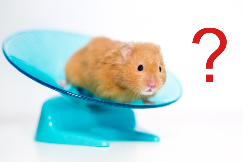 Ist ein Laufteller eine gute Alternative zum Hamsterrad? Eher nein!