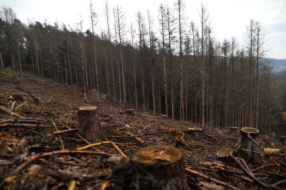 Heimtückischer Mordversuch im Wald: 34-Jähriger sah offenbar vor Eifersucht Rot