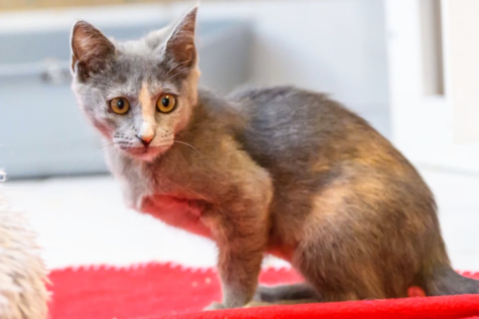 Das Katzenmädchen wartet im Tierheim "Wau-Mau-Insel" in Kassel auf eine neue Familie und damit das ersehnte Happy End.