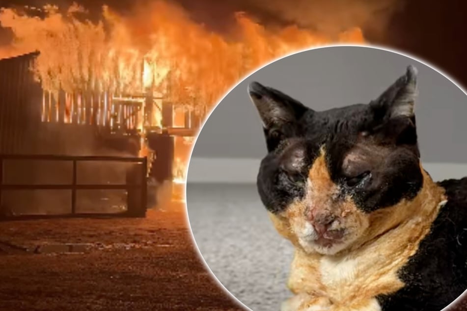 Katze nach Brand auf Bauernhof spurlos verschwunden: Als man sie findet, bleibt Besitzern das Herz stehen