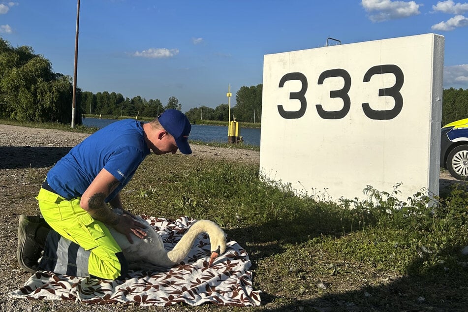 Tierretter Kevin Fingermann kümmerte sich gut um den verletzten Schwan.