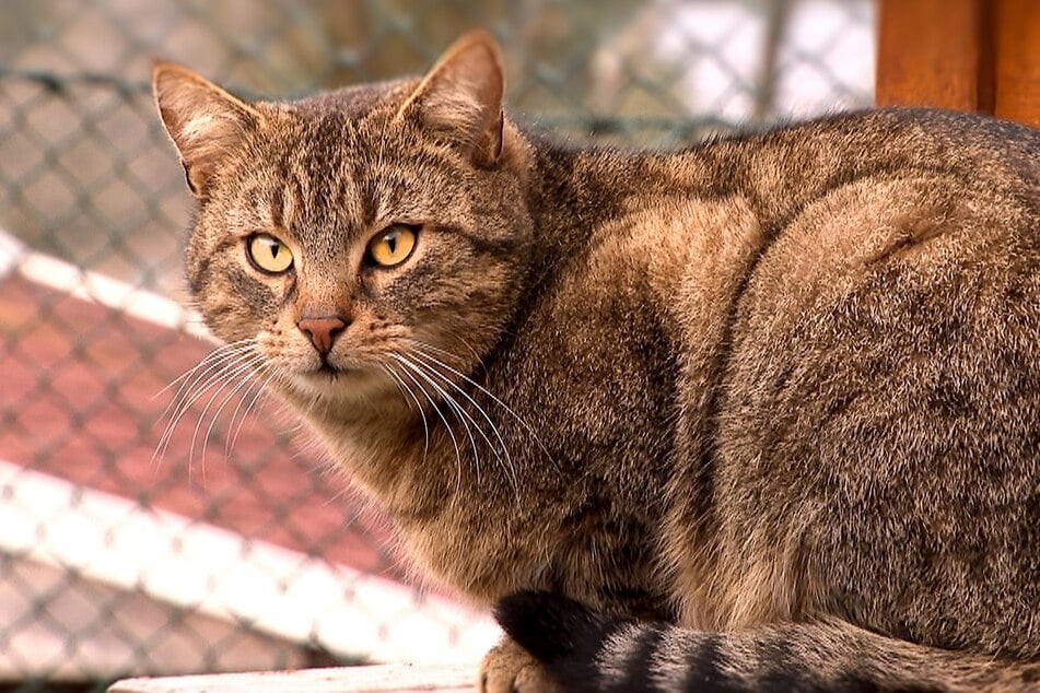 Gin (3) kam ursprünglich als Fundtier ins Tierheim.