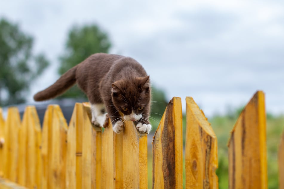 Ein normaler Gartenzaun ist für viele Katzen kein Hindernis.