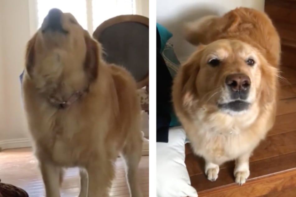 Golden retriever's adorable reaction to walk time makes everyone smile