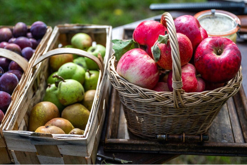Rund zehn Apfelsorten haben Hofläden für gewöhnlich im Angebot. Bei einigen Erzeugern ist Selbstpflücke möglich - ein herrliches Familienvergnügen.