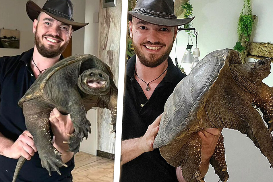 Reptilien-Retter Kevin Keßler (33) aus dem rheinland-pfälzischen Gossersweiler-Stein hat sich einer der beiden Schnappschildkröten angenommen.