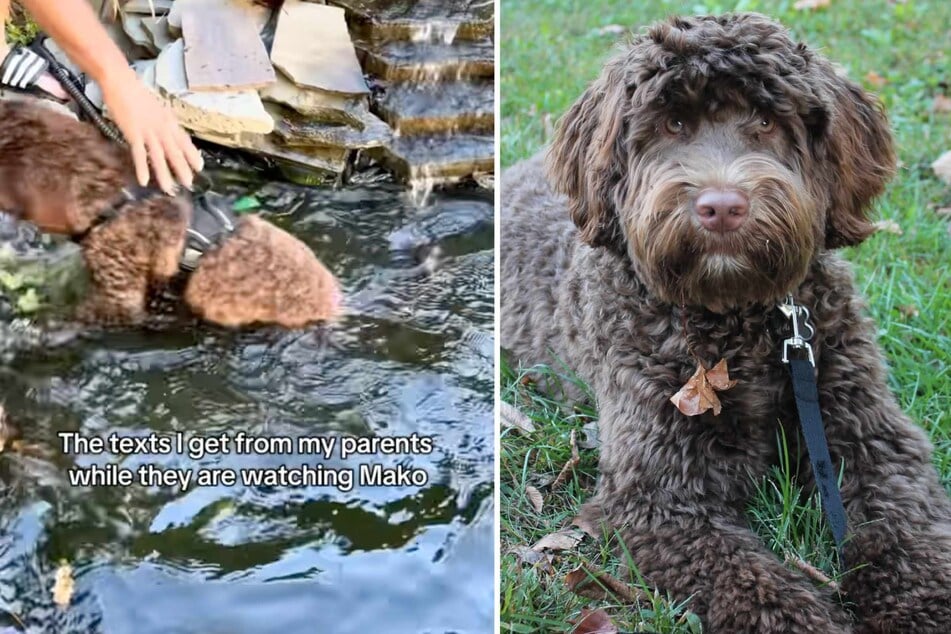 Dog causes adorable chaos while mom is away for the weekend in viral video: "Bro is a menace!"