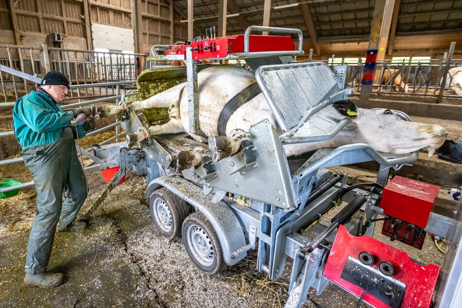 Ganz Sachsen soll profitieren: Tierparadies MUHrielle setzt auf Hightech am "Operationstisch"