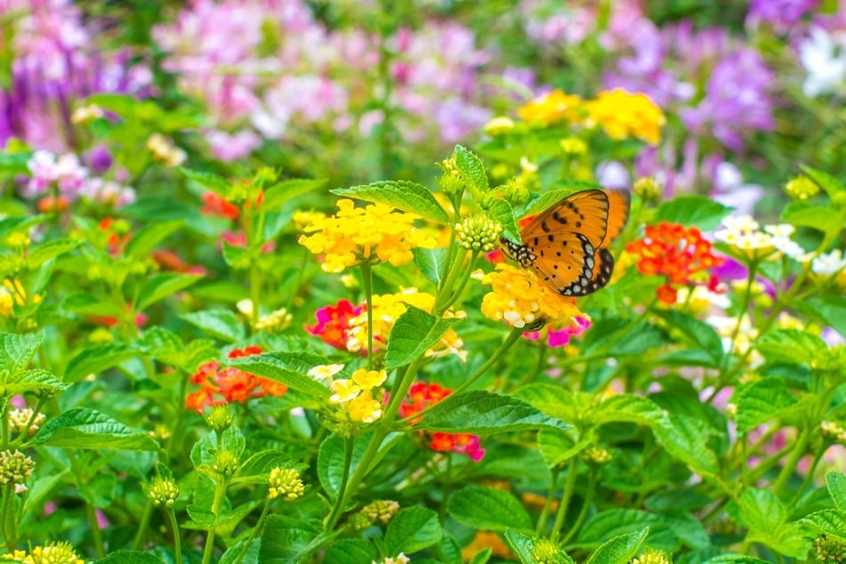 Mit den richtigen Wildblumen kann man Schmetterlinge anlocken.