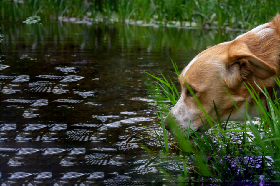 Why isn't my dog drinking water? Recognizing dehydration in dogs