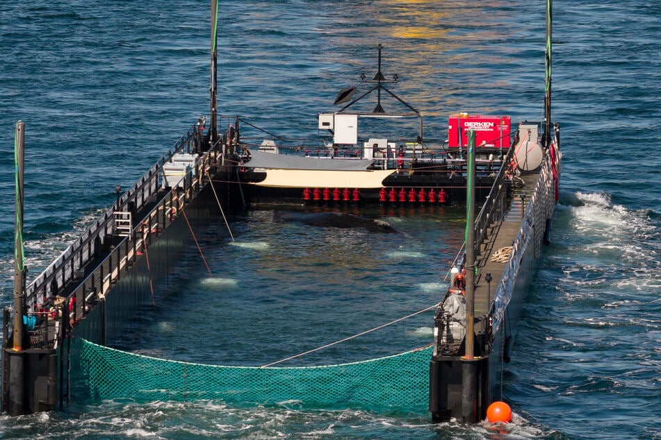 Timmy ist weiter in seiner Barge in Richtung Nordsee unterwegs. Laut einem Reporter vor Ort soll er immer wieder Wasser ausstoßen und mit seiner Fluke schlagen.
