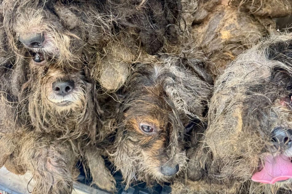 Solo queda una enorme bola de pelo: estos perros totalmente enmarañados tuvieron que pasar por mucho.