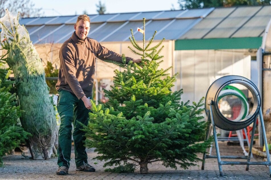 Gärtner Viktor Pause (31) präsentiert das Idealbild einer Nordmanntanne.