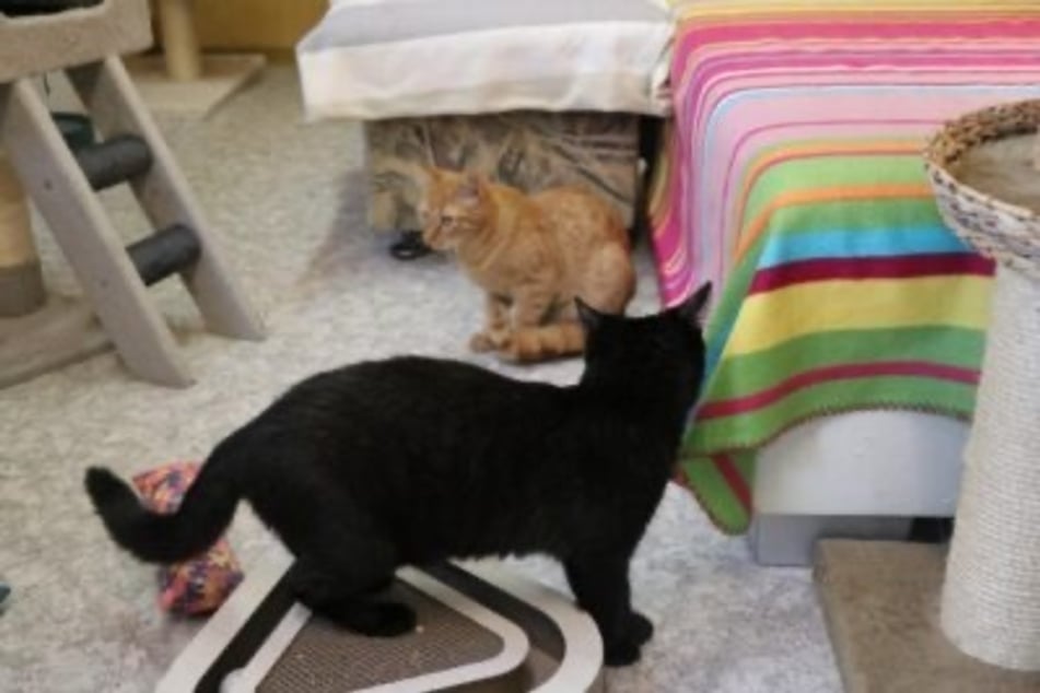 Channing (oranžová) a Carlypso se seznámili v útulku a od té doby jsou nerozluční.