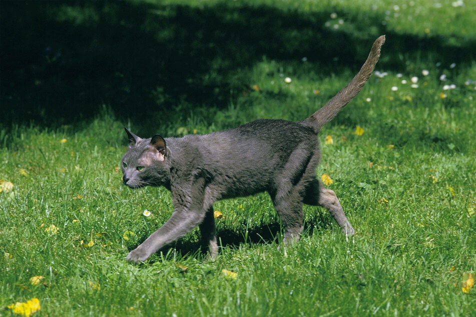 Korats are odd cats, with long and lanky legs and very expressive tails.