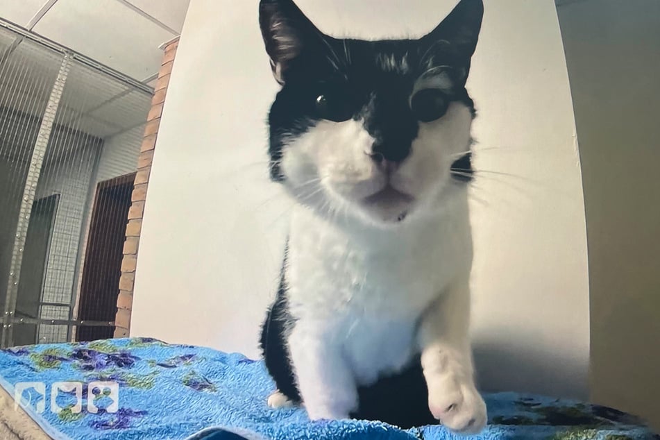 Diese Katze hat bereits eine erste Hürde geschafft: Nach der Rettung wartet sie nun in einer Pflegestelle auf ein neues, liebevolles Zuhause.