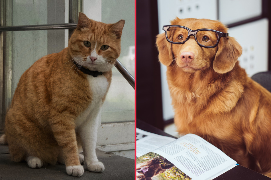So who comes out on top, who's the smartest? The cat or the dog?