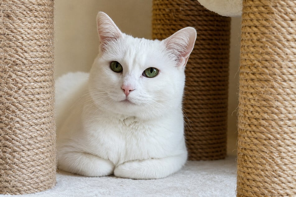 Katze Pfu lebt nur nach ihren eigenen Regeln. Wer gibt ihr trotzdem Obhut?